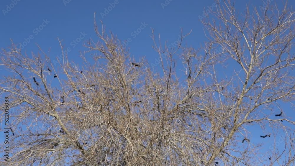A flock of black birds perched on dry tree branches then flying away - slow motion A flock of black birds perched on dry tree branches then flying away - slow motion