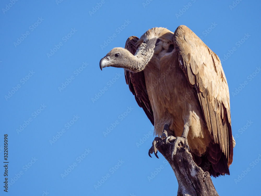 White-backed vulture (Gyps africanus). Mpumalanga. South Africa. White-backed vulture (Gyps africanus). Mpumalanga. South Africa.