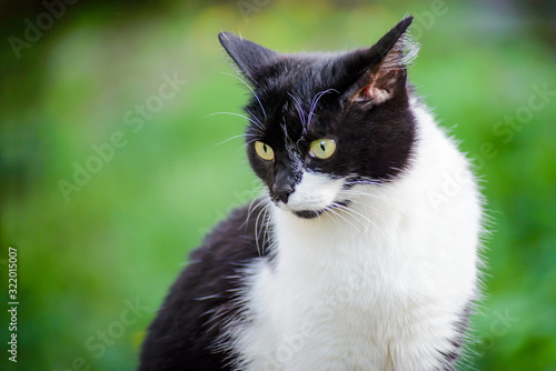 Portrait of a black and white cat on a blurry green background