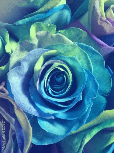 blue bouquet roses multicolored by february 14 roses wallpaper floral wallpaper