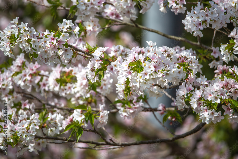 桜の花 春イメージ 桜の花 春イメージ