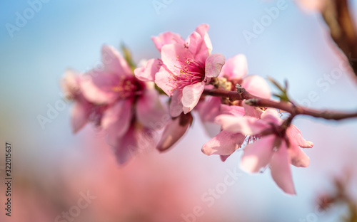 桜の花　春イメージ