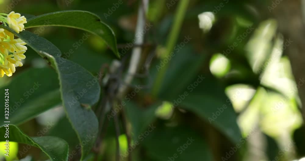 Group of white Sweet osmanthus flowers or Sweet olive flowers blossom on its tree in spring time Group of white Sweet osmanthus flowers or Sweet olive flowers blossom on its tree in spring time