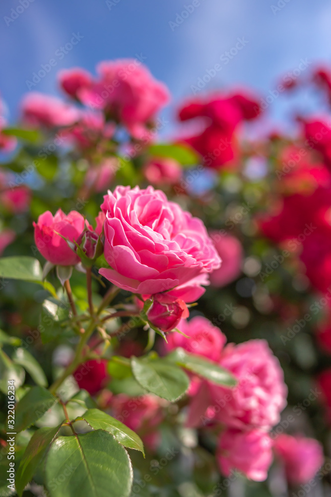 バラの花 初夏イメージ バラの花 初夏イメージ