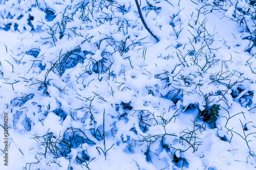 The white background of the snow fallen on the buhes and grass in the winter forest or park