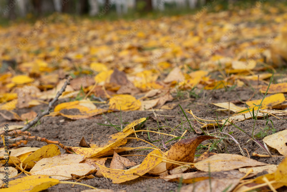 autumn leaves on the ground