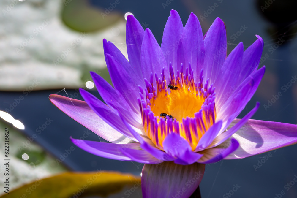 睡蓮の花　初夏イメージ