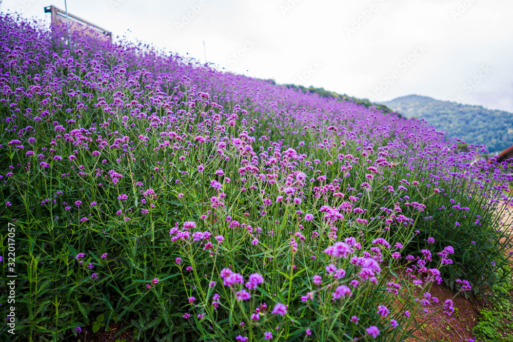 Obraz premium Verbena flower field Thailand