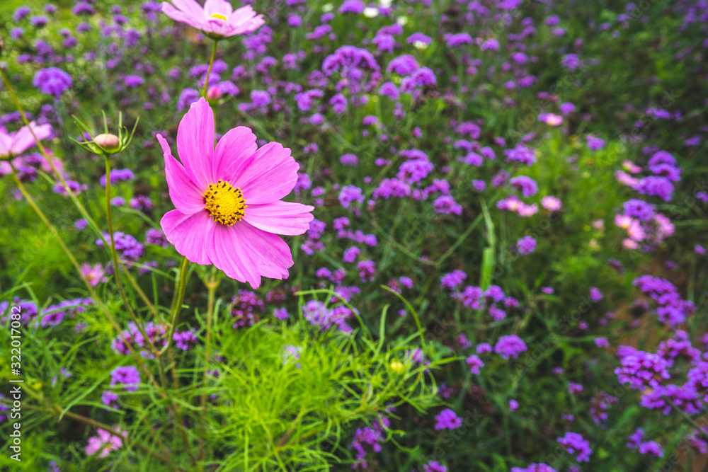 Cosmos flower background.