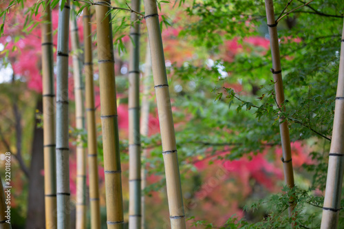 竹と紅葉 和風 秋イメージ