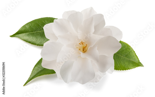 Canvas camellia flower isolated