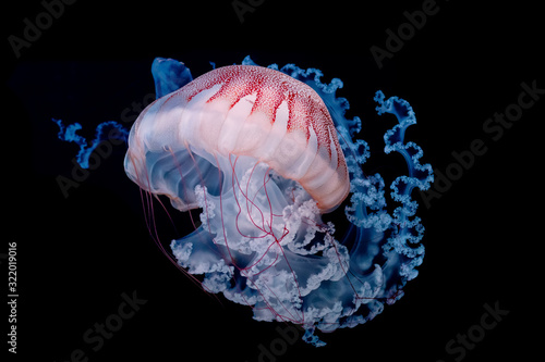 Fotografiet giant jellyfish swimming in dark water.