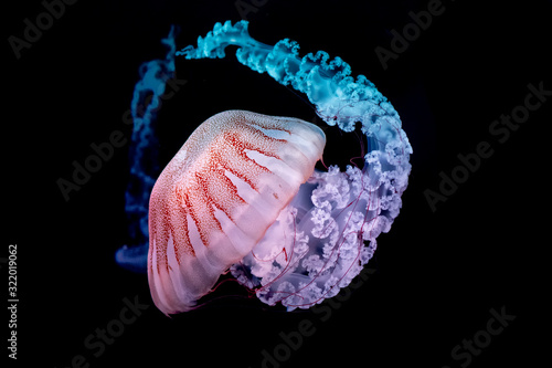 giant jellyfish swimming in dark water.