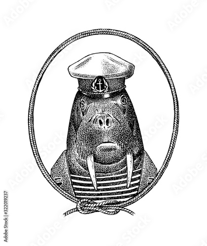 Sailor walrus character or mariner sea cow. Hand drawn Animal person portrait. Engraved monochrome sketch for card, label or tattoo. Hipster Anthropomorphism.