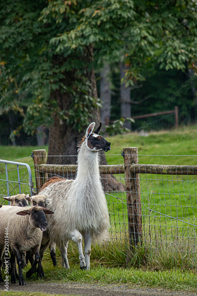 Fototapeta premium alpaca leading sheep on the road through pasture