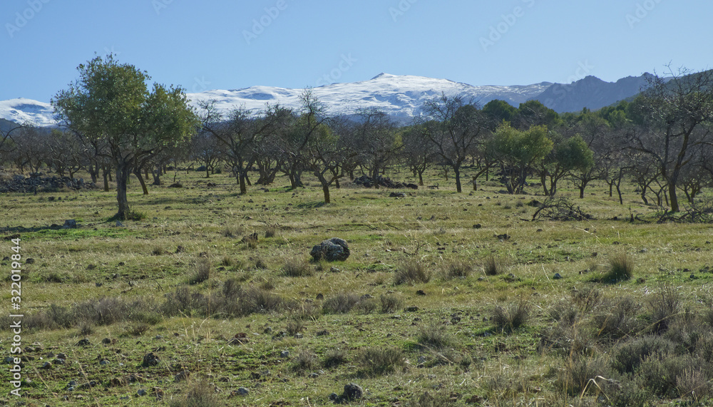 Arboleda y prado verde con Sierra Nevada al fondo