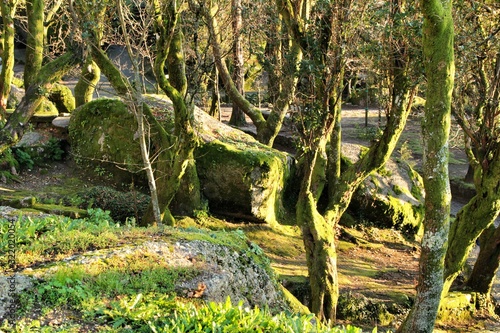 Leafy forest with colossal rock formations in Sanctuary of Penha in Guimaraes