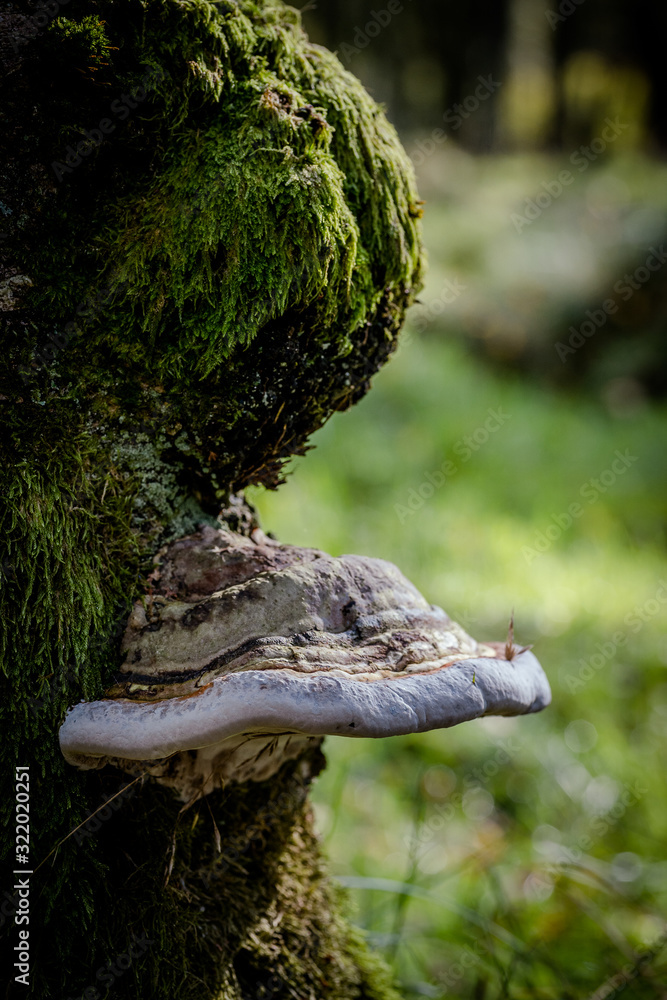 Bracket Fungi on tree
