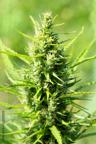 Detail of the top of a female Marijuana plant - Cannabis Sativa - buds  growing outdoors in the sun.