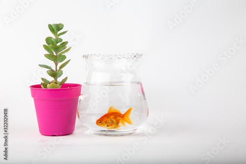 Gold fish with a bowl isolated on white