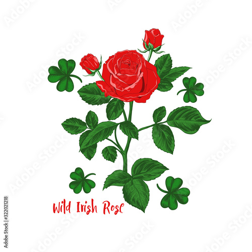 ..Wild Irish Rose. St. Patrick's Day vector illustration . Red rose on a stem with buds and leaves of clover on a white background.