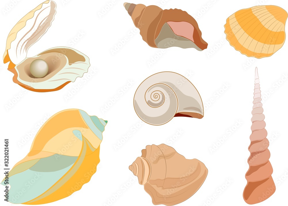 beautiful seashells in natural colors beautiful seashells in natural colors