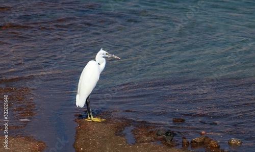 Little Egret feeding on inter tidal reef flat, sharm El-sheikh Egypt photo