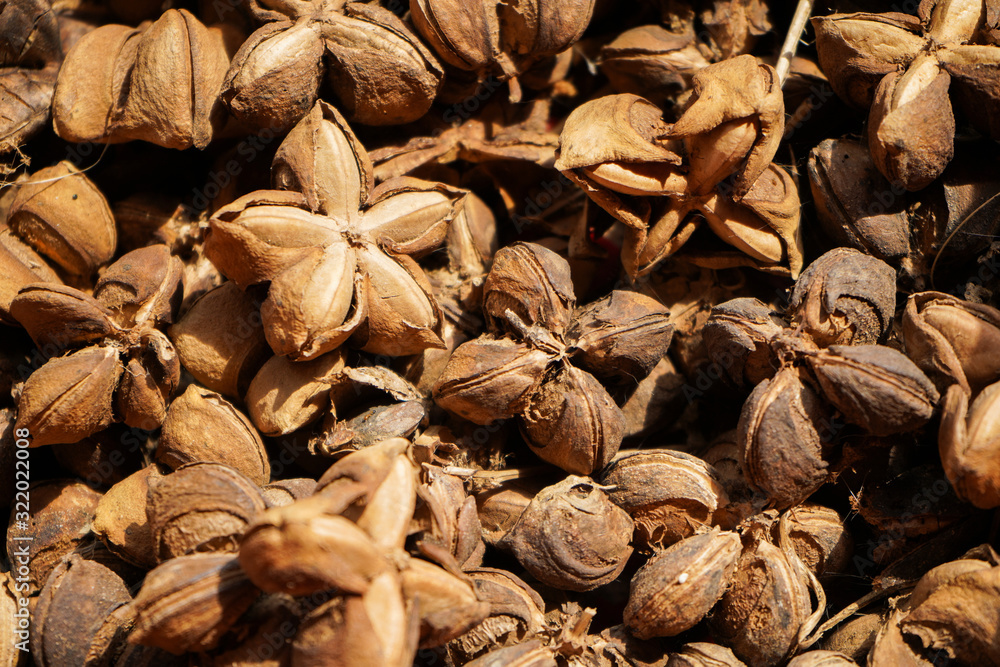 Many of sacha inchi peanut seed natural herb close up