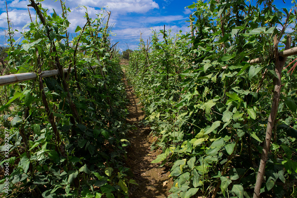 Organic yardlong bean plants are growing in the fields. Organic yardlong bean plants are growing in the fields.