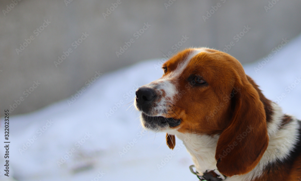 dog breed Estonian hound bright spotted color