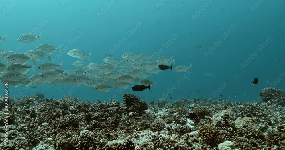 Cottonmouth Jack fish in the Pacific Ocean. Underwater life with shoal