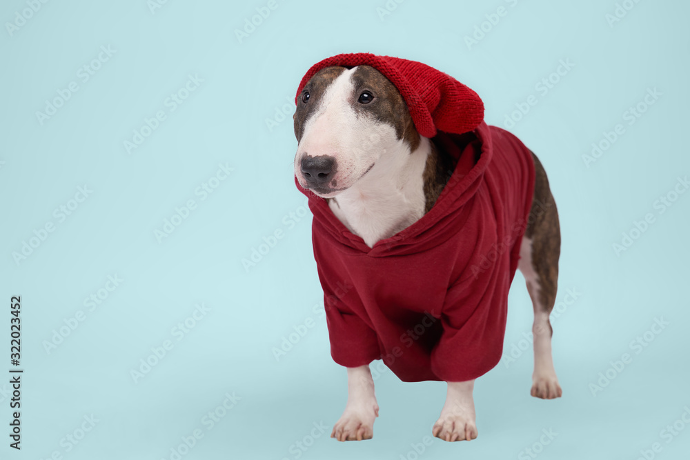 Horizontal image of an animal isolated on textured background in Studio. Fashionable dog wears red hoodie, looks like hipster. In full growth bull Terrier is looks at place your advertising or text. Horizontal image of an animal isolated on textured background in Studio. Fashionable dog wears red hoodie, looks like hipster. In full growth bull Terrier is looks at place your advertising or text.