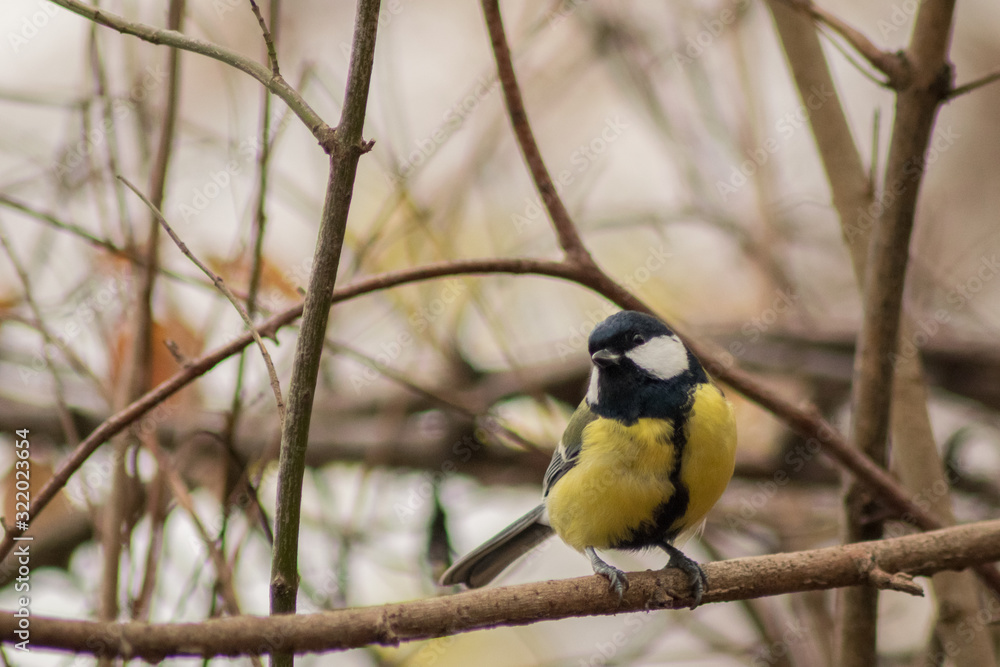 Fototapeta premium Parus major in forest wildlife