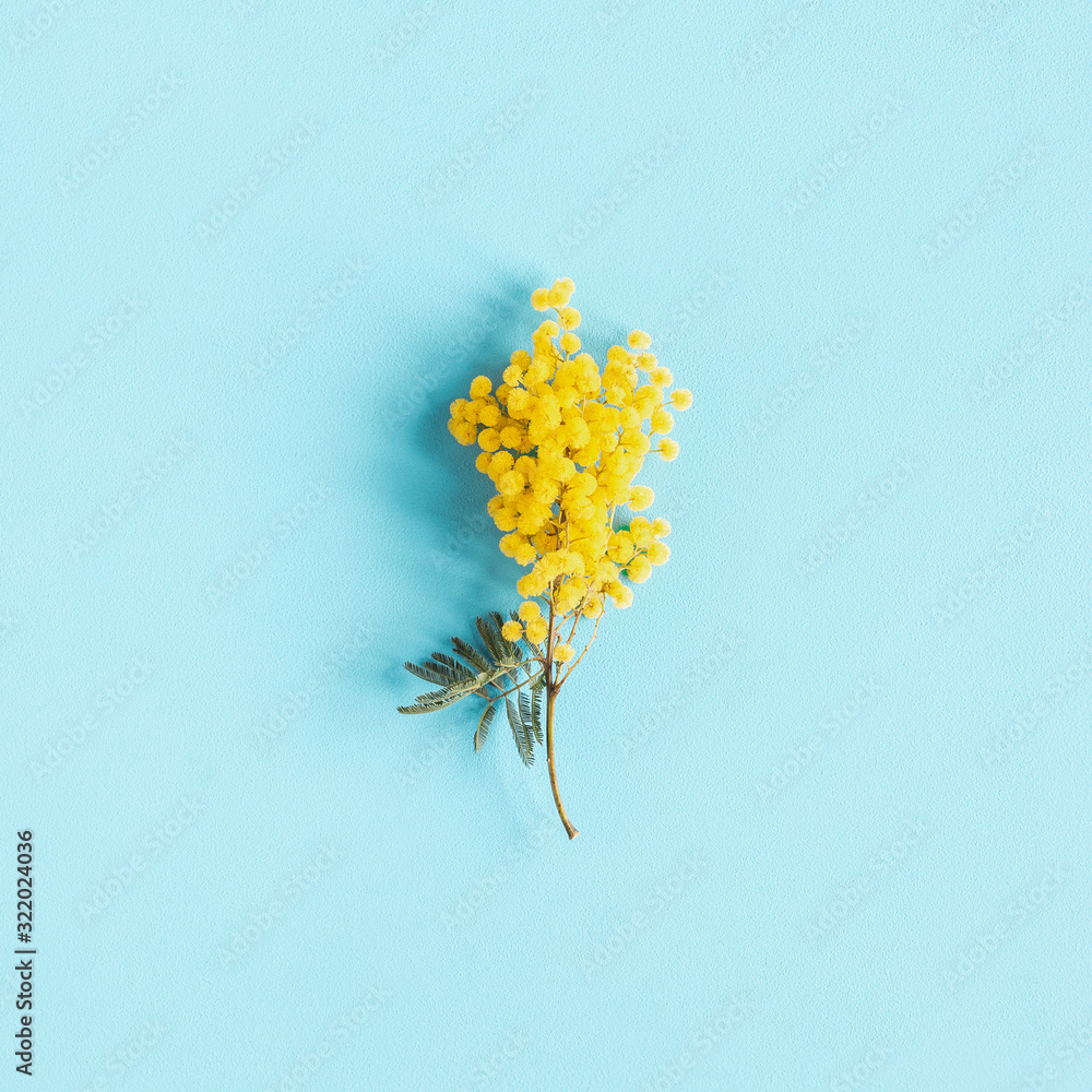 Fototapeta Flowers composition. Mimosa flower on blue background. Spring concept. Flat lay, top view