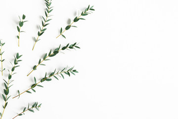 Eucalyptus leaves on white background. Pattern made of eucalyptus branches. Flat lay, top view, copy space