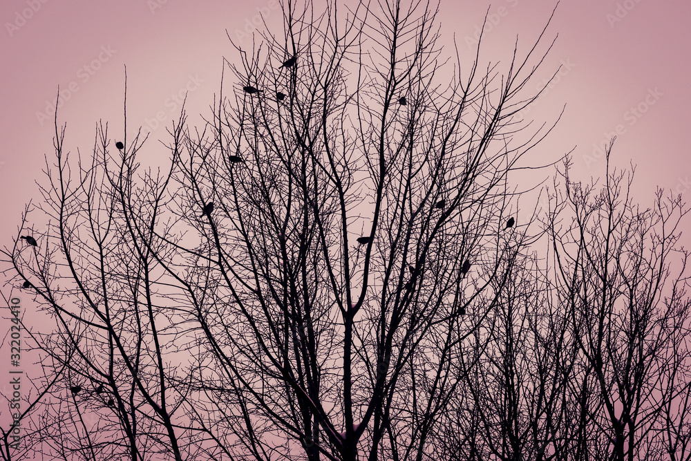 Blurred silhouettes of tree branches and birds on a beige and pink background. A mystical landscape. Blurred silhouettes of tree branches and birds on a beige and pink background. A mystical landscape.