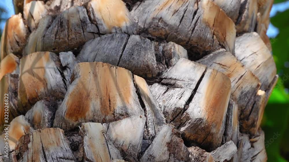 Date Palm Tree Bark on Trunk. Close Up Shot of Rough Natural Texture and Pattern on Stem. Tilt Shot Date Palm Tree Bark on Trunk. Close Up Shot of Rough Natural Texture and Pattern on Stem. Tilt Shot