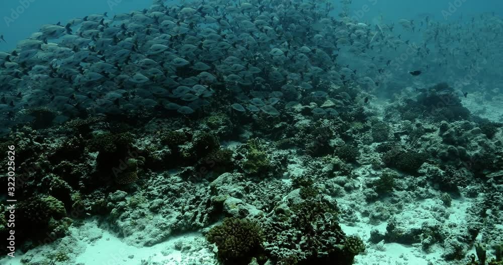 Maori Snapper fish in the Pacific Ocean. Underwater life with shoal of fish moving in the water. Tropical fish near coral reefs. Diving in the clear water. Maori Snapper fish in the Pacific Ocean. Underwater life with shoal of fish moving in the water. Tropical fish near coral reefs. Diving in the clear water.