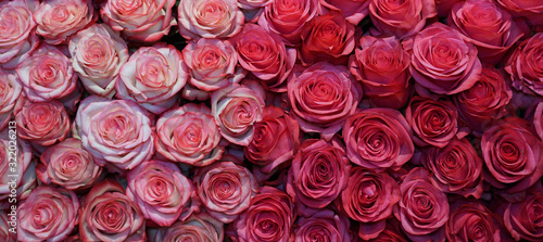 Natural red and pink roses wall background