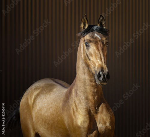 Golden dun young Spanish horse on striped background.