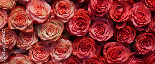 Natural roses wall background