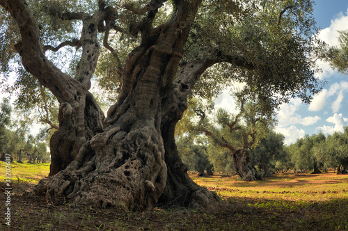 Fototapeta Old olive tree in the olive garden.