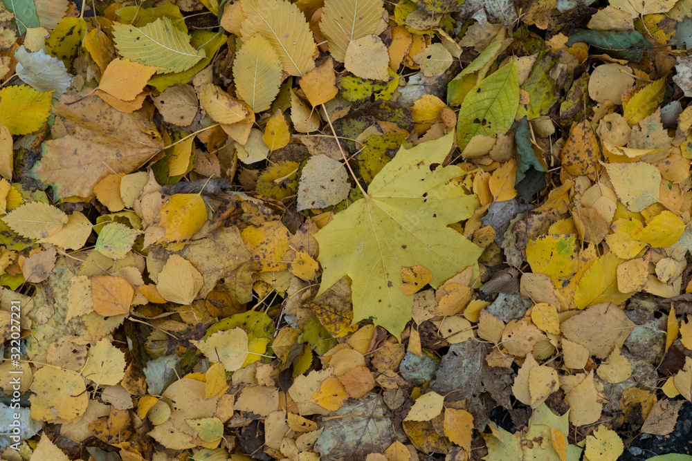 Graphic resources abstract textured walkway background in autumn foliage park Graphic resources abstract textured walkway background in autumn foliage park
