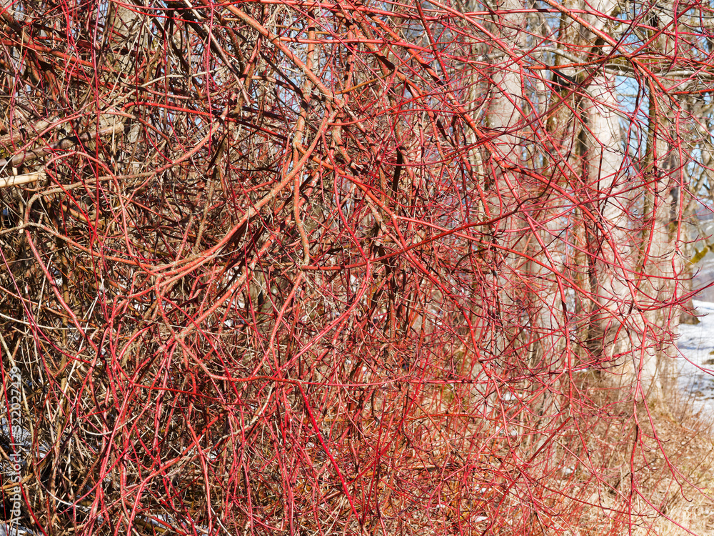 Naklejka premium (Cornus alba) Cornouiller blanc ou osier rouge aux rameaux rouge vif en hiver