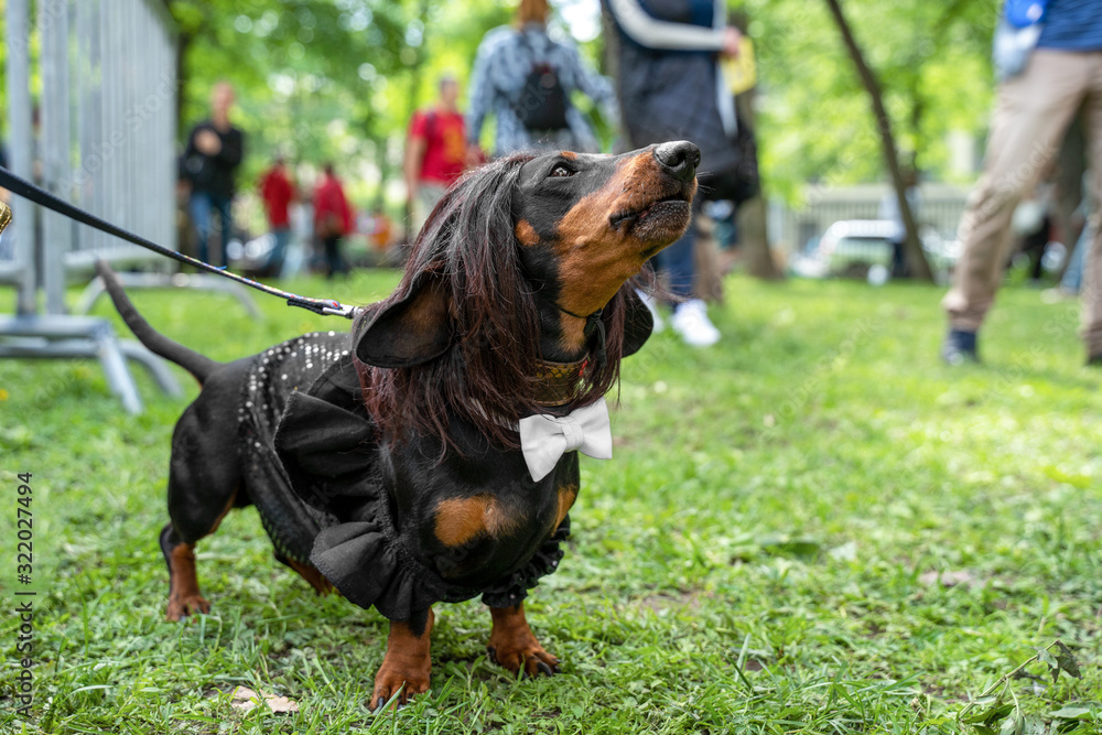 Portrait dog of the Dachshund breed in costume a waiter with a white bow-tie and a wig,in the park at a parade festival dachshund in St. Petersburg Portrait dog of the Dachshund breed in costume a waiter with a white bow-tie and a wig,in the park at a parade festival dachshund in St. Petersburg