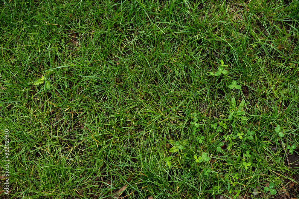 The texture of the green lawn. Background image of green fresh grass The texture of the green lawn. Background image of green fresh grass