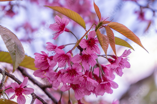 The beautiful pink cherry blossom flower on the tree in winter season, Chiang Mai, Thailand photo