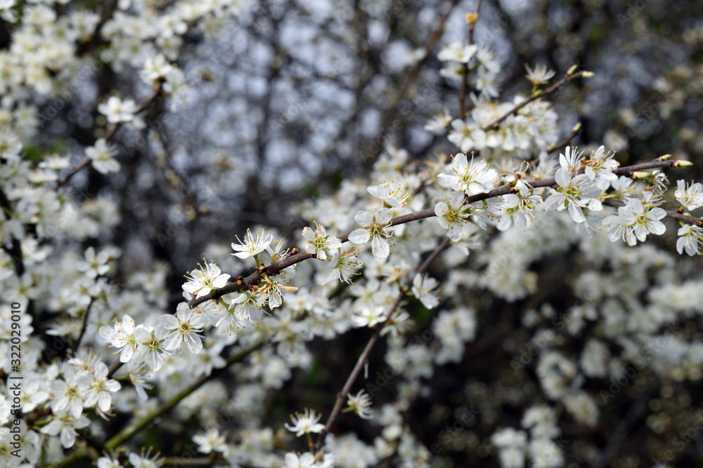 White Flowers on Tree Branches on Sunny Spring Day White Flowers on Tree Branches on Sunny Spring Day