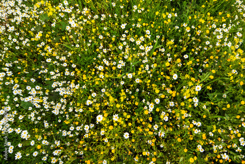 Fototapeta Naklejka Na Ścianę i Meble -  Top View Of Yellow And Daisy Flower Meadow, Green Grass, Spring Season