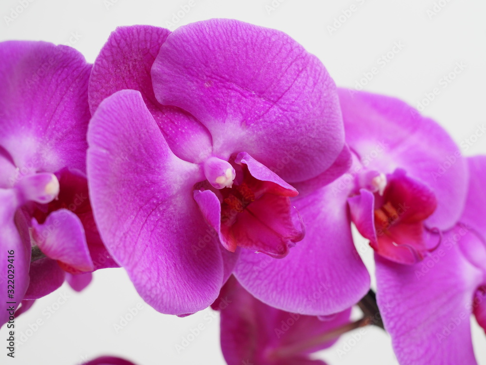 Blooming twig of purple orchid isolated on white background. Closeup. Blooming twig of purple orchid isolated on white background. Closeup.